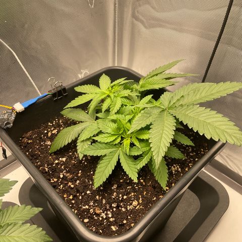 Fangorn growlog photo: 10:50