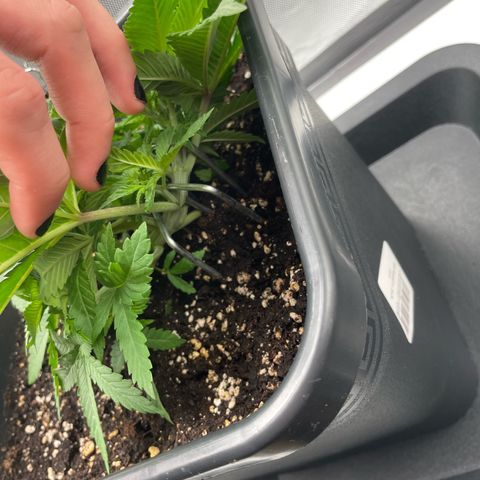 Fangorn growlog photo: 10:50