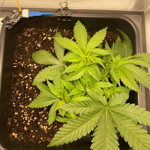 Fangorn growlog photo: 10:50