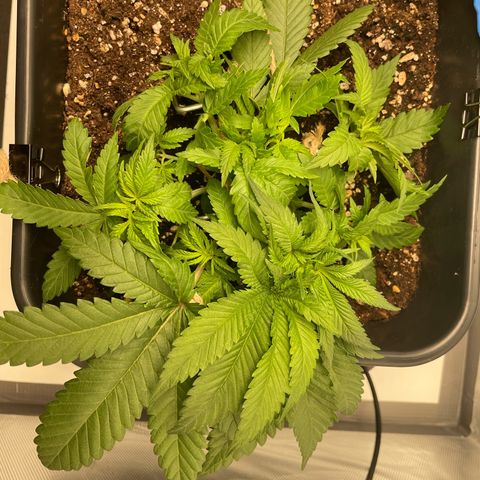 Fangorn growlog photo: 12:12