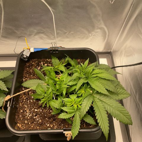 Fangorn growlog photo: 12:12
