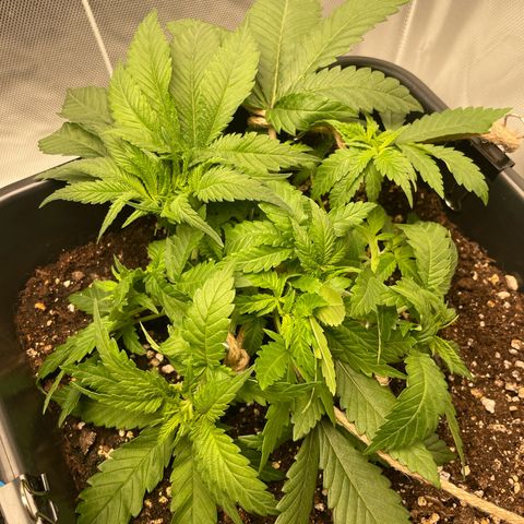 Fangorn growlog photo: 12:12