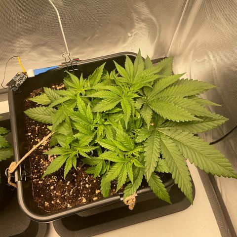 Fangorn growlog photo: 20:46