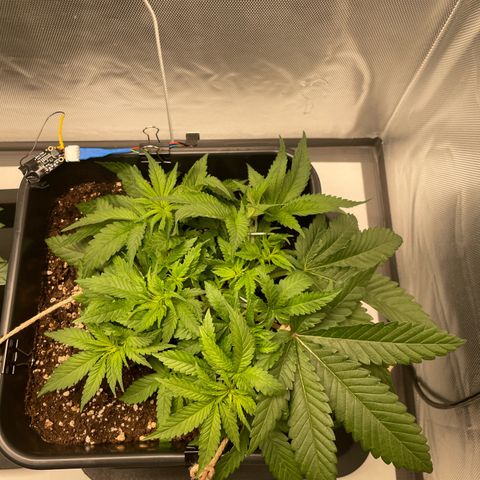 Fangorn growlog photo: 10:20
