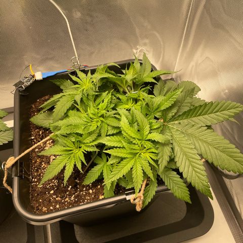 Fangorn growlog photo: 10:20