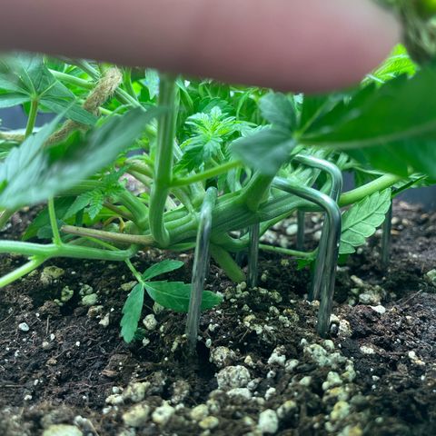 Fangorn growlog photo: 10:20