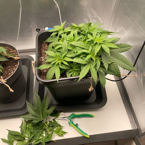 Fangorn growlog photo: 11:27