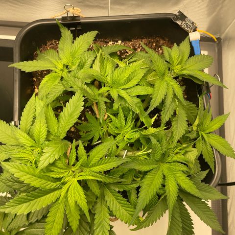 Fangorn growlog photo: 11:27