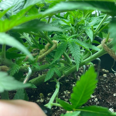 Fangorn growlog photo: 11:27