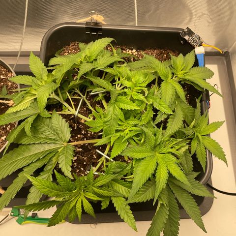 Fangorn growlog photo: 11:40