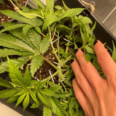Fangorn growlog photo: 11:40