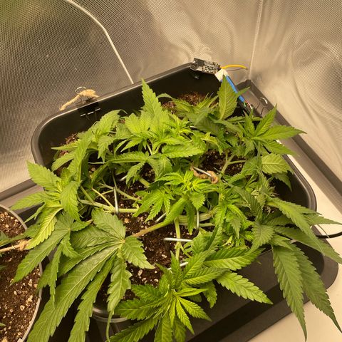 Fangorn growlog photo: 11:45