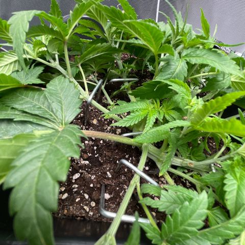 Fangorn growlog photo: 11:45