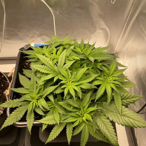 Fangorn growlog photo: 12:26