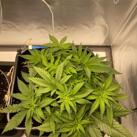 Fangorn growlog photo: 12:26