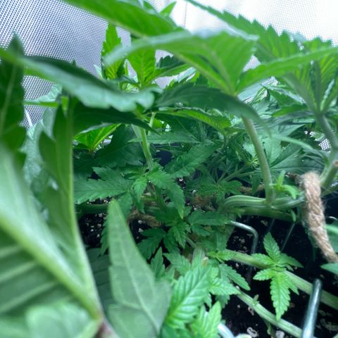 Fangorn growlog photo: 12:26