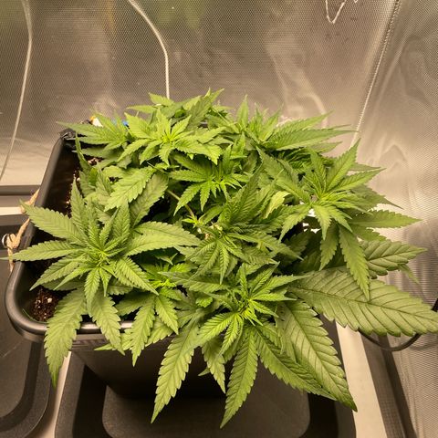 Fangorn growlog timeline photo