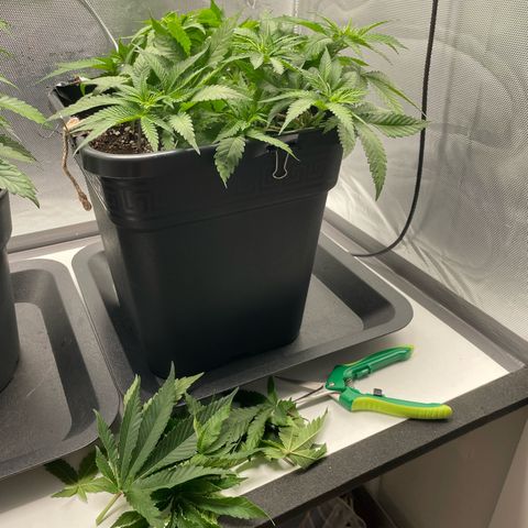Fangorn growlog photo: 9:30