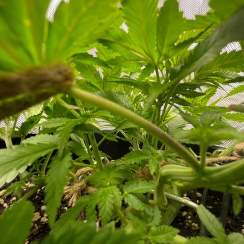 Fangorn growlog photo: 9:30