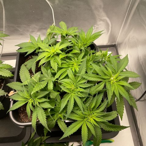 Fangorn growlog photo: 9:30