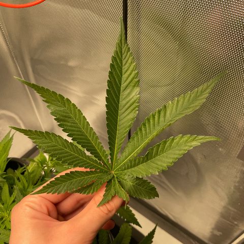 Fangorn growlog photo: 9:30