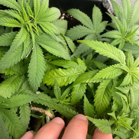 Fangorn growlog photo: 12:00