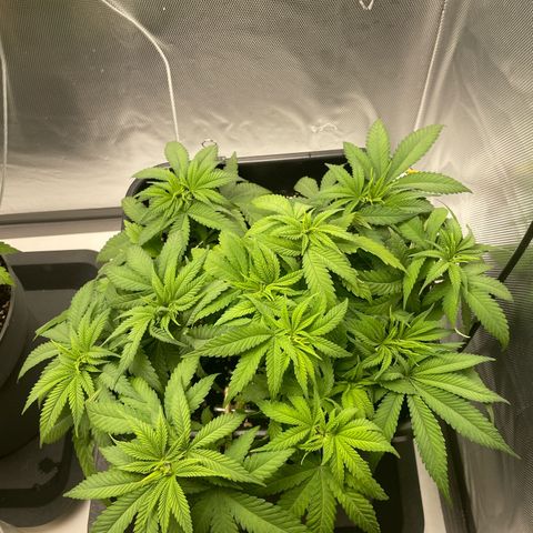 Fangorn growlog photo: 12:00