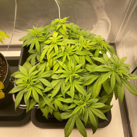 Fangorn growlog photo: 09:54