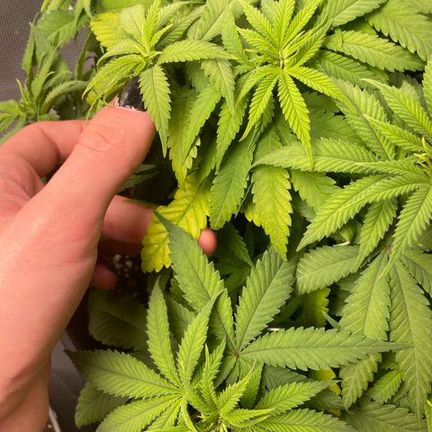 Fangorn growlog photo: 09:54