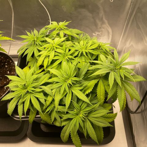 Fangorn growlog photo: 14:20