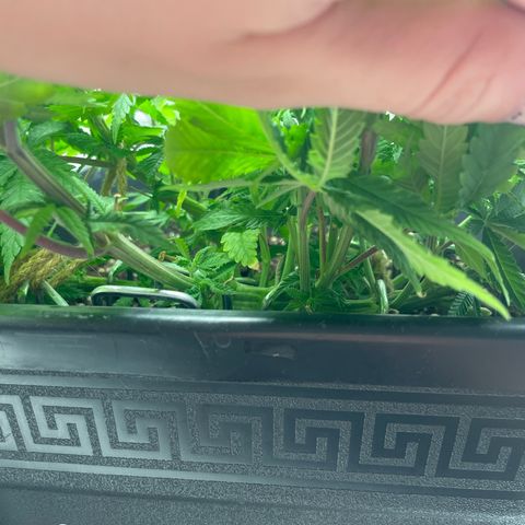 Fangorn growlog photo: 14:20