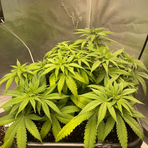 Fangorn growlog photo: 14:20