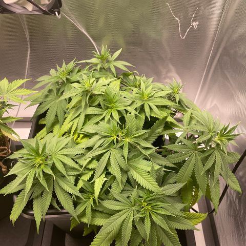 Fangorn growlog photo: 21:54