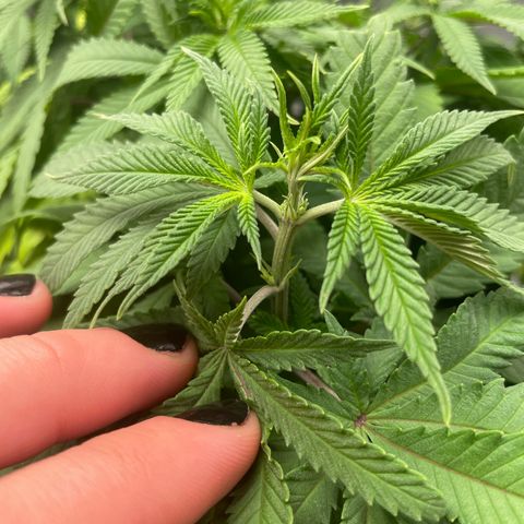 Fangorn growlog photo: 21:54