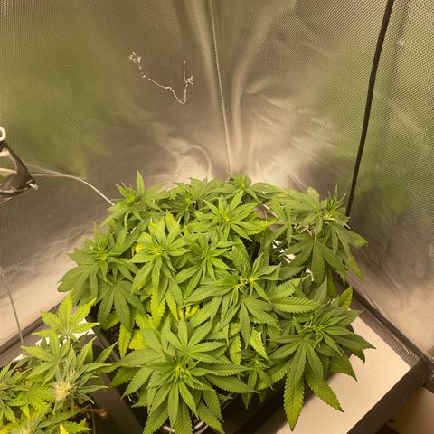 Fangorn growlog photo: 21:54