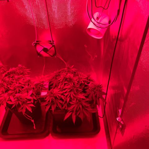 Fangorn growlog photo: 22:09