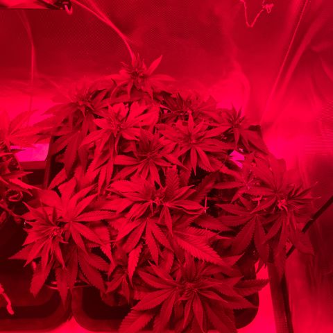 Fangorn growlog photo: 22:09