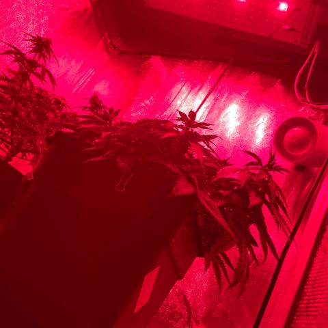 Fangorn growlog photo: 22:12