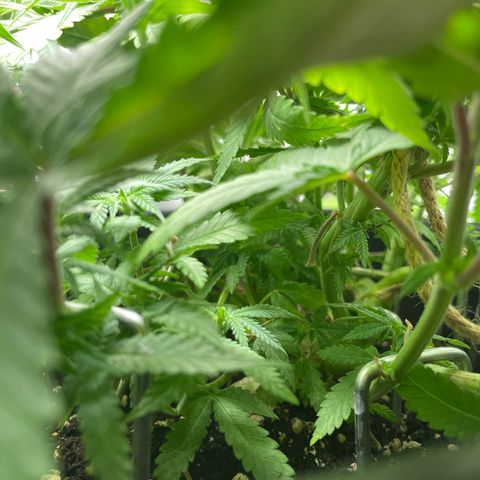 Fangorn growlog photo: 10:15