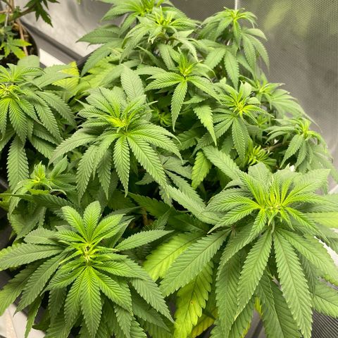 Fangorn growlog photo: 10:15
