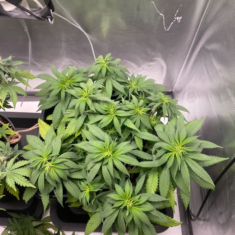 Fangorn growlog photo: 10:15