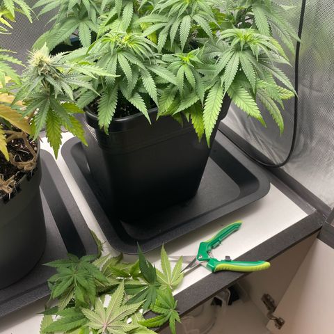 Fangorn growlog photo: 10:15