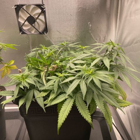 Fangorn growlog photo: 09:50