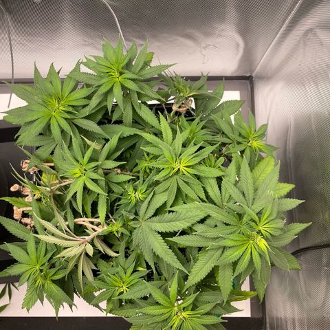 Fangorn growlog photo: 09:50