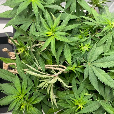 Fangorn growlog photo: 09:50