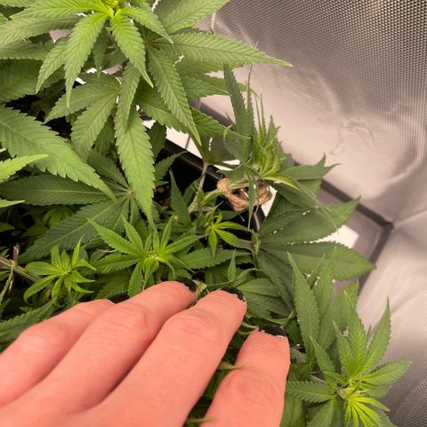 Fangorn growlog photo: 09:50