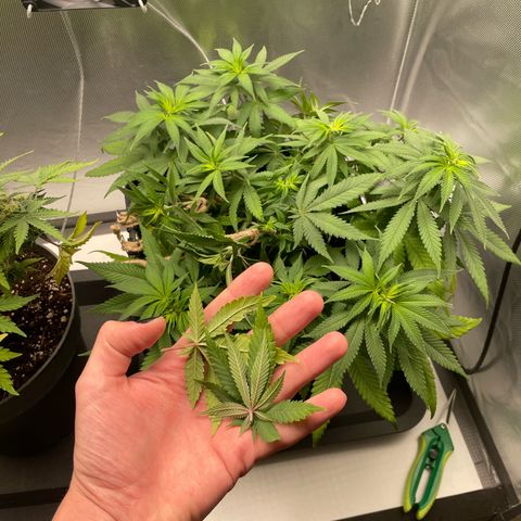 Fangorn growlog photo: 09:50