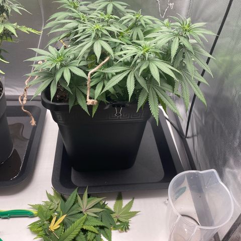 Fangorn growlog photo: 10:03