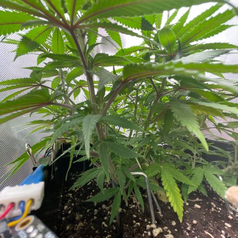 Fangorn growlog photo: 10:03