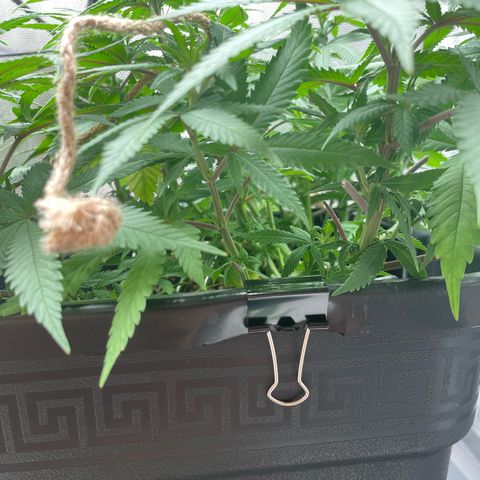 Fangorn growlog photo: 10:03